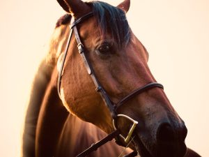 COURSES HIPPIQUES